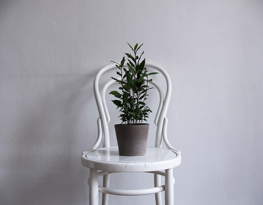 Фикус и его зеленые друзья